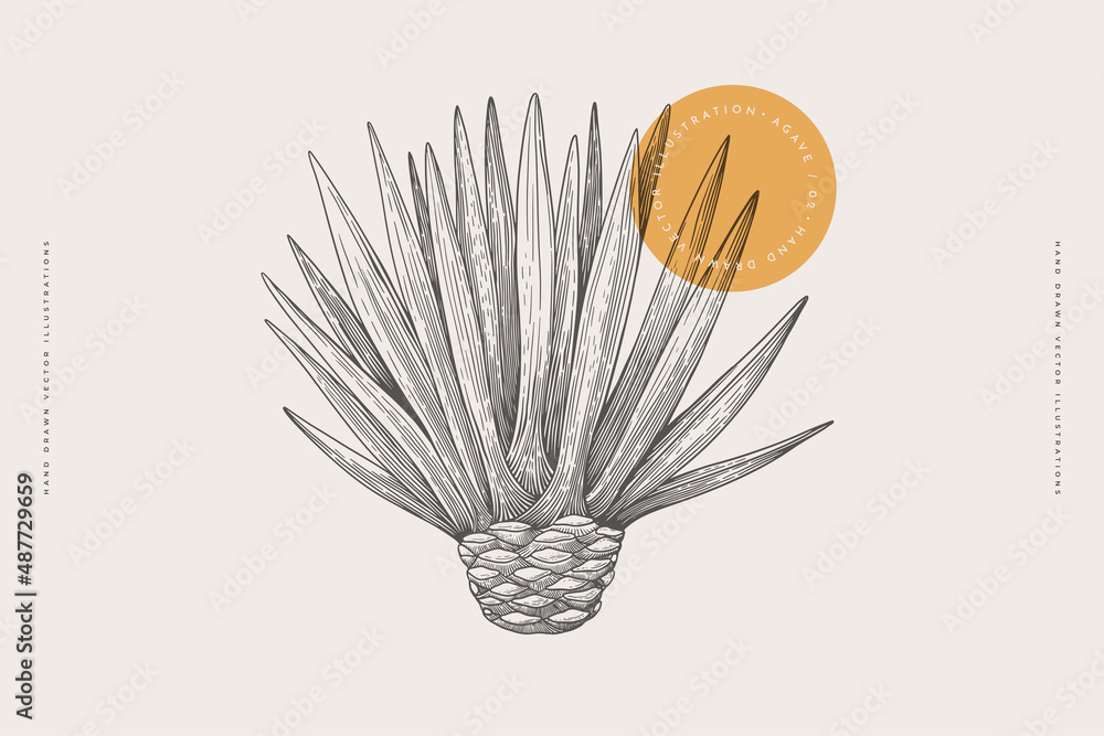Hand-drawn blue agave bush. Tropical plant on a light background isolated. Can be used for your design. Vintage botanical illustration in engraving style. - obrazy, fototapety, plakaty 