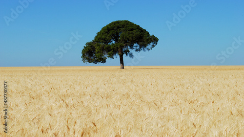 bellissima giornata di sole su un campo di frumento con un albero al centro photo