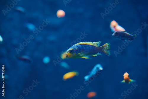 Photography Colorful fishes in the deep under water, sea fish in zoo aquarium, close up