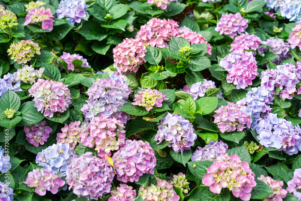 Close up of Pink and purple hydrangeas flowers in the garden Close up of Pink and purple hydrangeas flowers in the garden