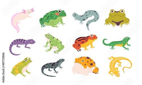 Tropical colorful decorative amphibian frogs, lizards and toads. Terrarium reptile animals, salamander, axolotl and newt. Frog vector set