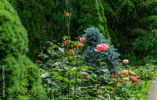 A beautiful garden with bushes of bright Roses Variety Club on the left and blue spruce Picea pungens.  Summer landscape  fresh wallpaper and nature background