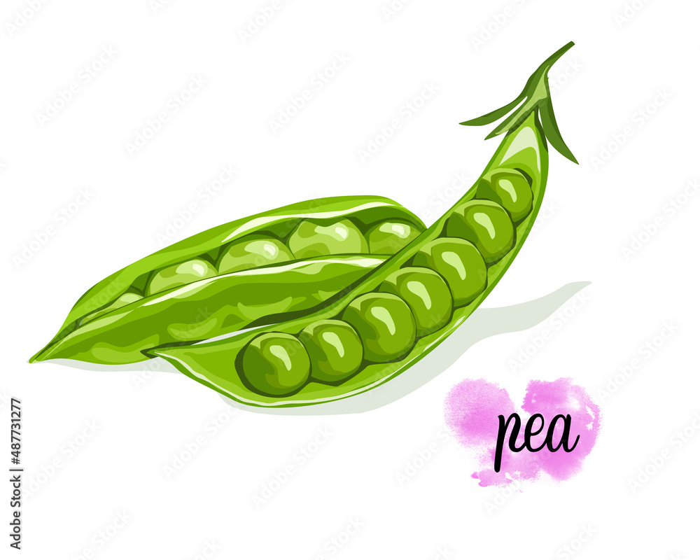 Isolated 2 Green Pea. Green pea raw and a whole pea on white background