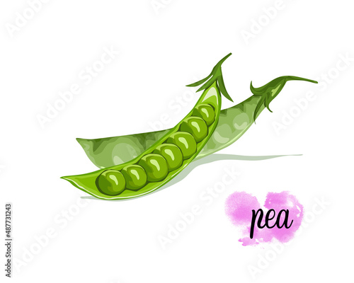 Isolated Green Pea. A green pea raw and a whole pea on white background. Food ingredients vector drawing. Vegetables, vegetarian food, food full of protein, natural estrogen.