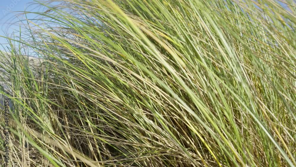 Dune grass is gentlying in the wind against the blue sky at the coast. Close up Dune grass is gentlying in the wind against the blue sky at the coast. Close up