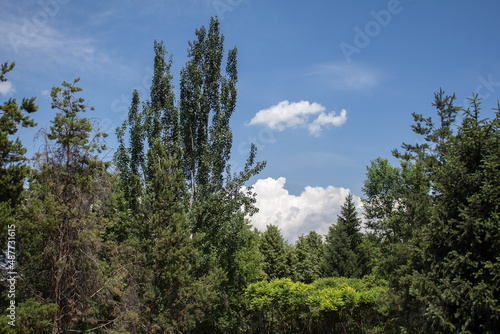 summer landscape, lots of greenery © Роман Шипилин