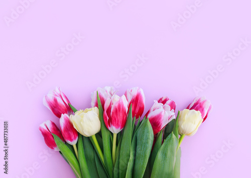 colorful tulips on a pink background with space for text