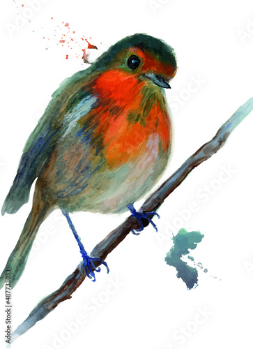 robin bird watercolor portrait illustration