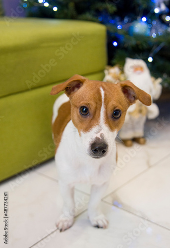 jack russell terrier sitting on a chair