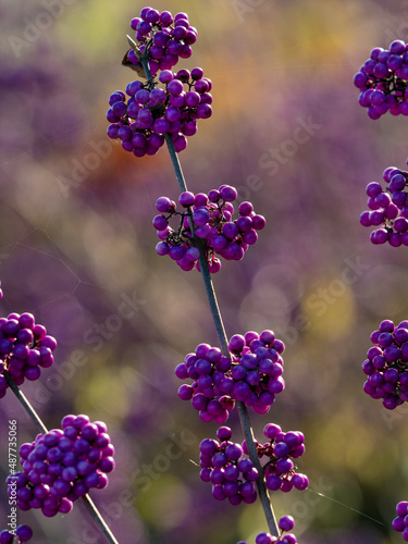 Closeup of the berries of Beautyberry profusion (Callicarpa bodinieri var. giraldii 'Profusion') in a garden in autumn