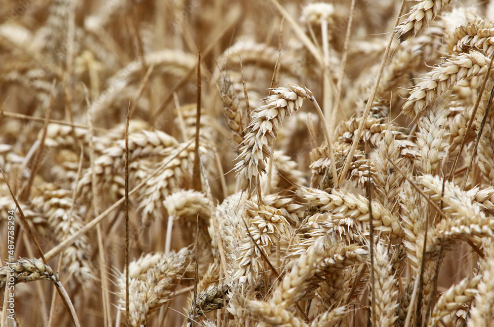 Fototapeta premium field of wheat