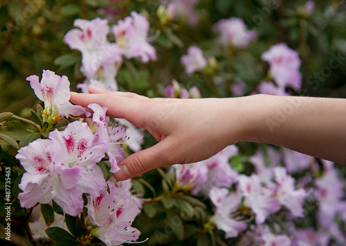 hands touching pink flowers 
azalea