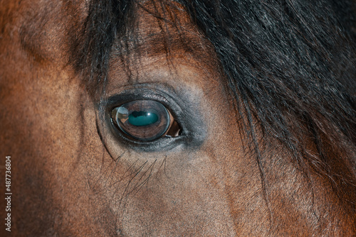 Eye of bay horse. Reflection in horse eyeball.