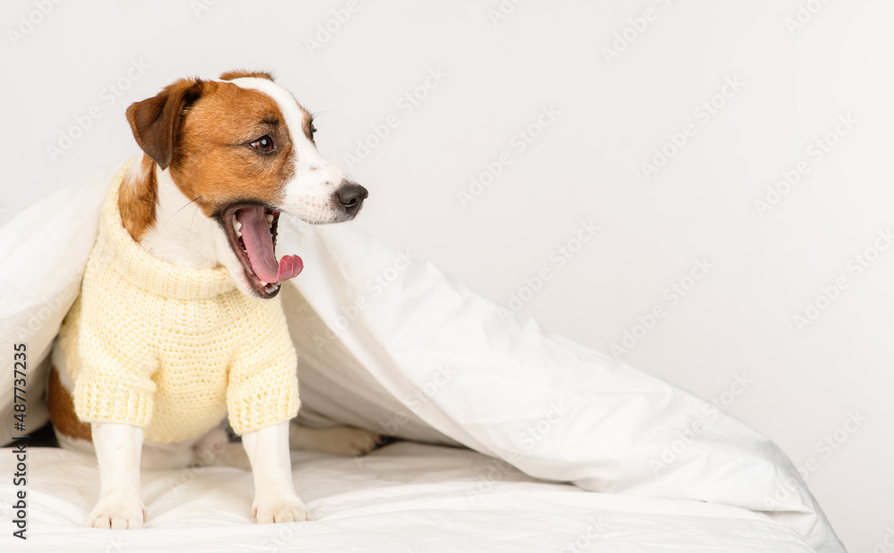 The puppy lies under the covers at home on the bed. Stretched horizontal panoramic image for banner