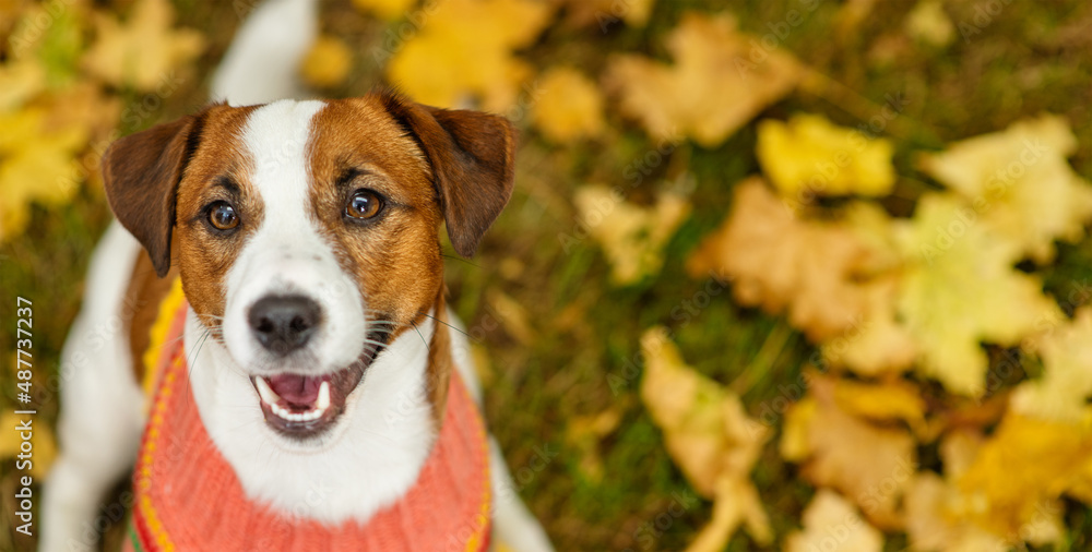 Portrait of a young dog Jack Russell breed with a sweater on a background of yellow grass covered with autumn leaves top view. Cozy autumn concept. Portrait of a young dog Jack Russell breed with a sweater on a background of yellow grass covered with autumn leaves top view. Cozy autumn concept.