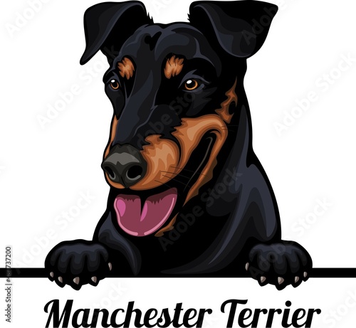Bilde på lerret Manchester Terrier - Color Peeking Dogs - dog breed