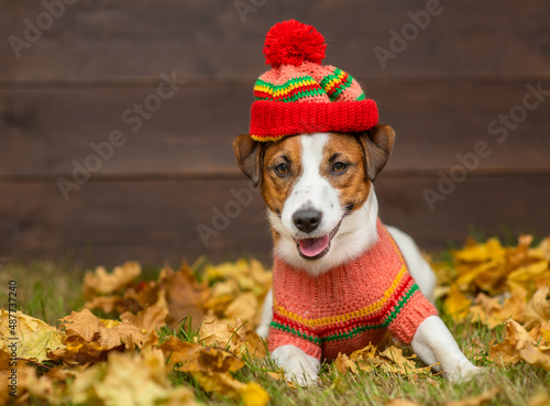 Portrait of a young dog of breed Jack Russell with a sweater and a knitted hat on a background of yellow grass covered with autumn leaves and a wooden fence. Cozy autumn concept. Place for text © Ermolaeva Olga