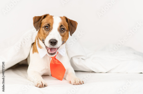 Cute dog jack russell breed lying at home under the covers on the bed in a red tie