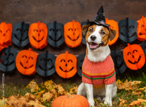 A young Jack Russell dog with a witch's hat on his head lies on fallen leaves in the yard dressed up for Halloween next to a pumpkin. Happy halloween concept