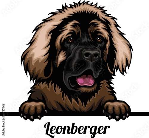 Leonberger - Color Peeking Dogs - dog breed. Color image of a dogs head isolated on a white background photo