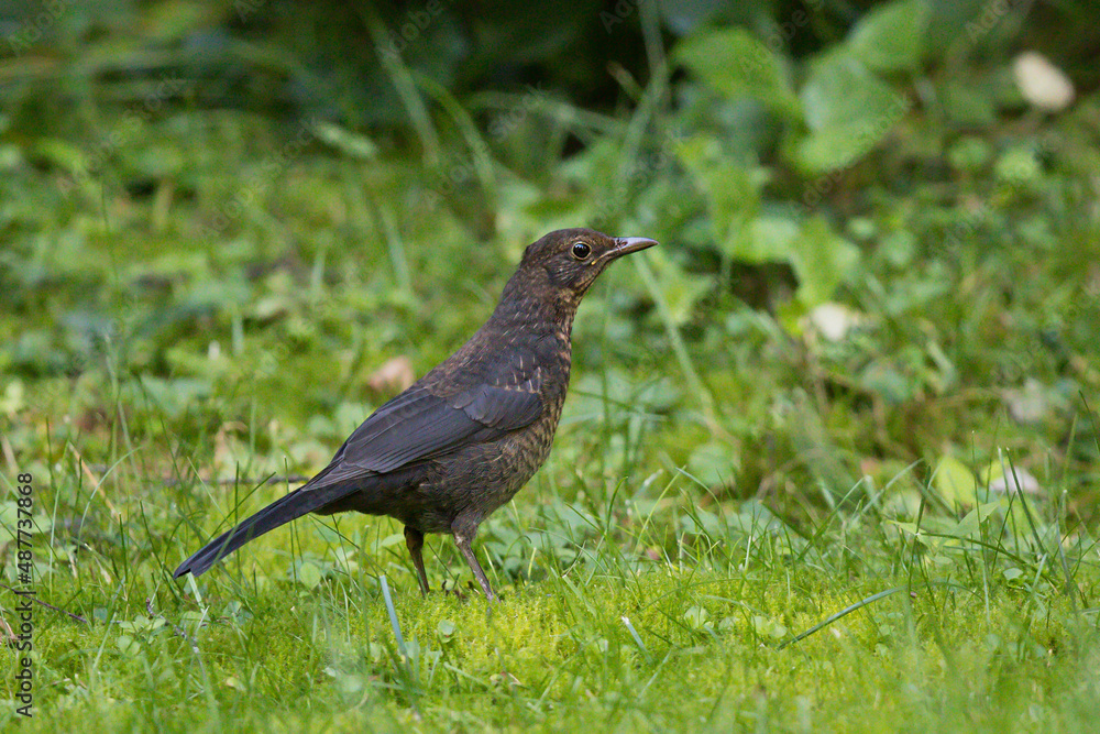 Common Blackbird (Turdus merula), juvenile, Brandenburg, Germany Common Blackbird (Turdus merula), juvenile, Brandenburg, Germany