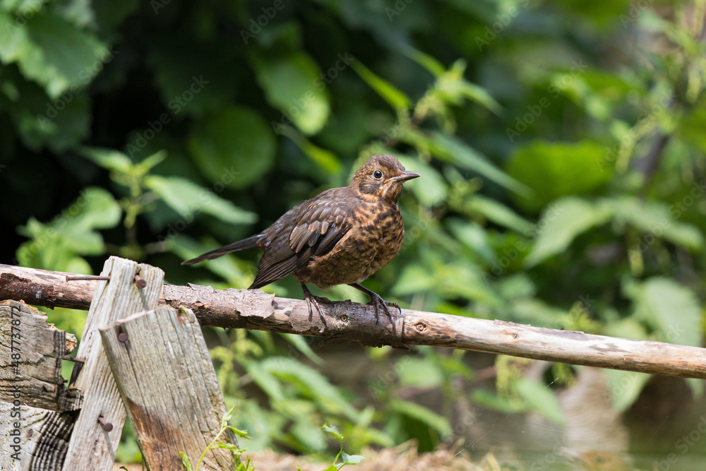 Common Blackbird (Turdus merula), juvenile, Brandenburg, Germany Common Blackbird (Turdus merula), juvenile, Brandenburg, Germany