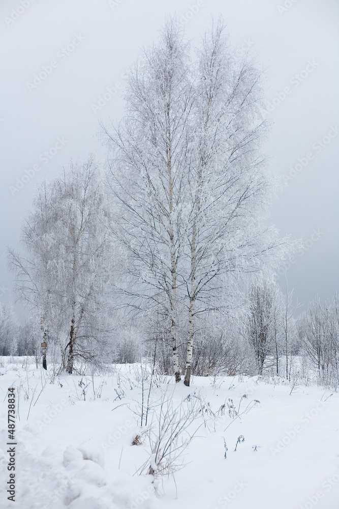 Russian snow-covered birches against a cloudy sky.