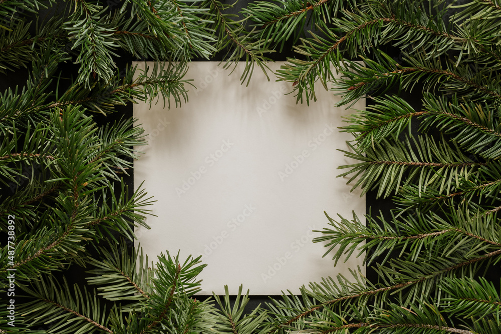 pine fir branch frame on white background