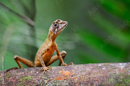 Brown-patched Kangaroo Lizard - Otocryptis wiegmanni, beautiful small agama lizard from Sri Lanka forests and woodlands, Sinharaja.