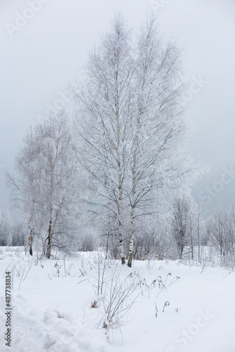 Russian snow-covered birches against a cloudy sky.
