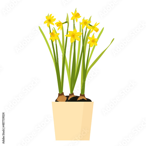 Daffodils on a white background. Vector illustration.