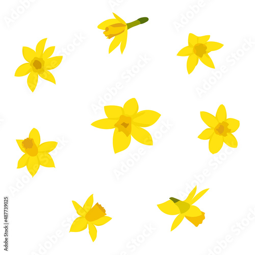 Daffodils on a white background. Vector illustration.
