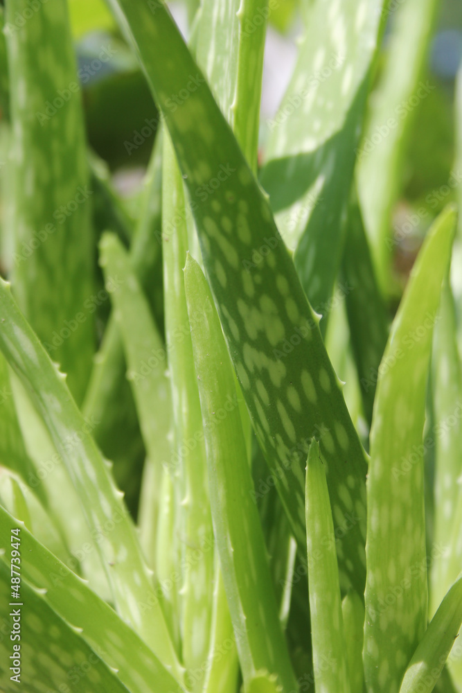 Obraz premium Green Aloe Vera Plant Close up in Garden