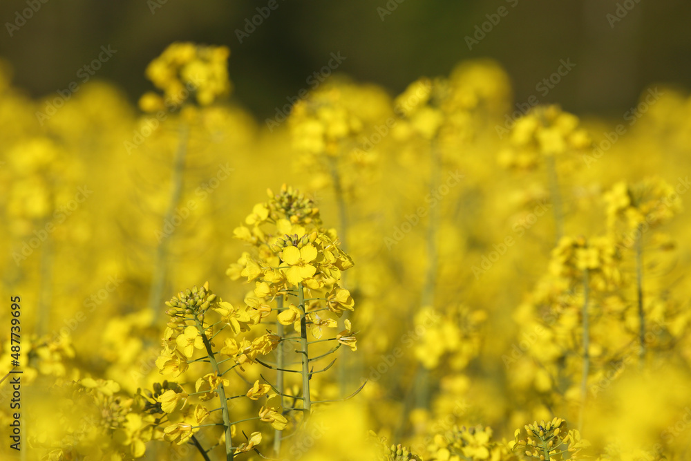 A colorful field of rapeseed

