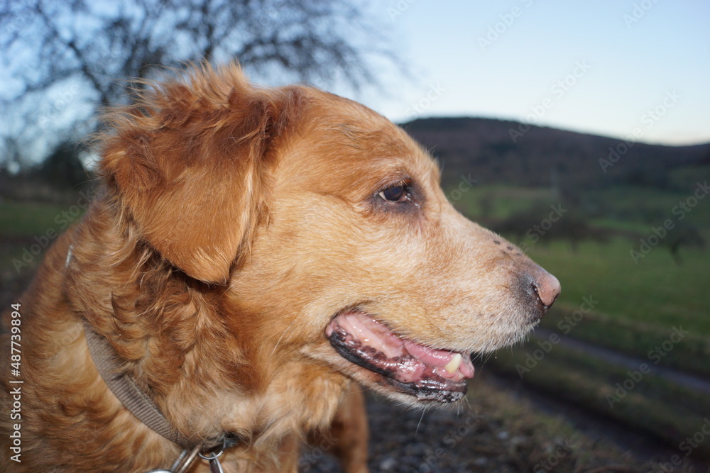 the head and face of a Golden Retriever the head and face of a Golden Retriever