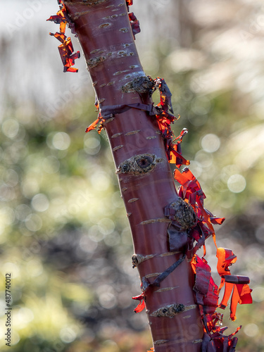 Closeup of the trunk of a Prunus serrula, also called birch bark cherry, birchbark cherry, paperbark cherry, or Tibetan cherry in autumn  photo