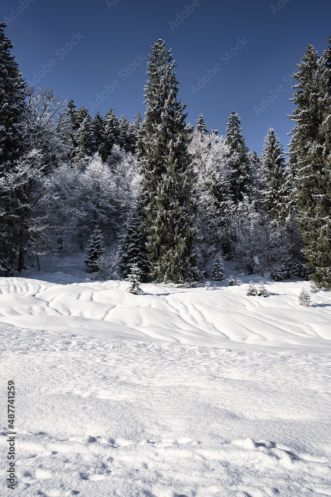 Wonderful winter landscape with snow covered trees in Bavaria Germany Alps
