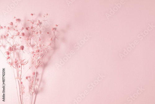 Fototapeta Naklejka Na Ścianę i Meble -  Dry pink flowers on pink background. Flat lay, top view, copy space
