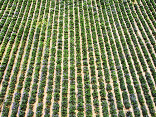 fields of lavender in bloom in vivid purple color. during flowering in july 2021, in sale san giovanni in the langhe puemontesi photo