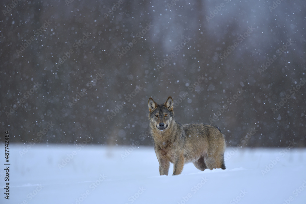 Obraz premium Gray wolf in winter snow storm snowing snowflake frost forest