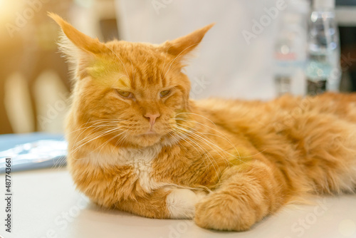 Fototapeta Naklejka Na Ścianę i Meble -  Sunny portrait of cute red ginger in sunny summer day. ginger cat liyng. toned