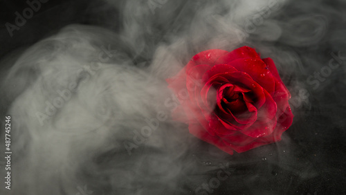 Abstract heavy red rose. Black background in smoke with red rose petals