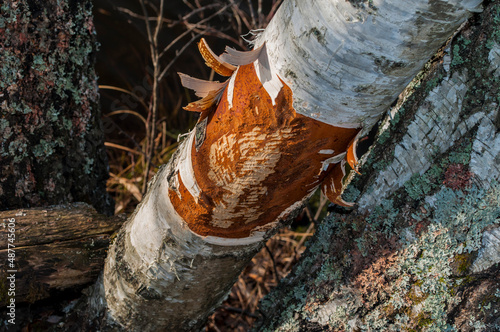 birch bark gnawed by a beaver in the autumn forest by the lake