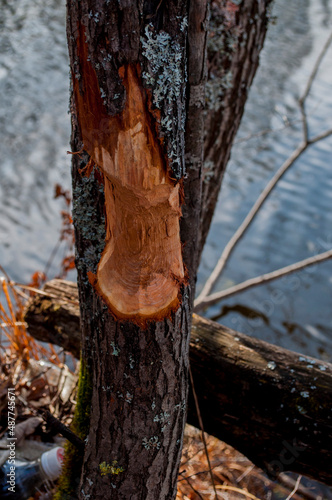an aspen was gnawed by a beaver near the lake