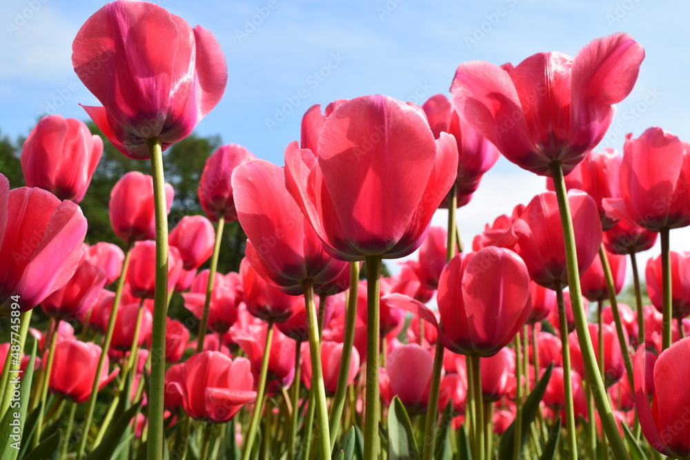 Bottom view of bright red-pink tulips on blue sky background. Viva Magenta color 2023