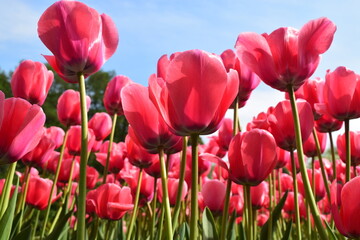 Foto auf Acrylglas Pantone 2023 Viva Magenta Bottom view of bright red-pink tulips on blue sky background. Viva Magenta color 2023  © olgdesigner