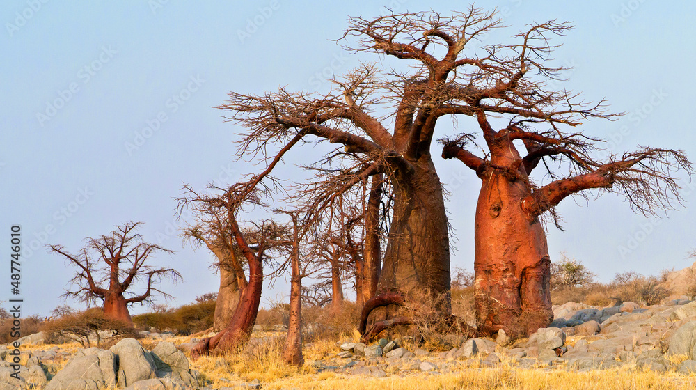 Baobab, Adansonia digitata, Kubu Island, White Sea of Salt, Lekhubu, Makgadikgadi Pans National Park, Botswana, Africa - obrazy, fototapety, plakaty 