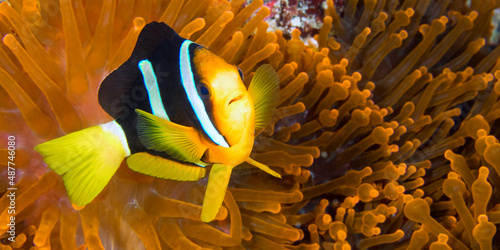 Clarck's Anemonefish, Amphiprion clarkii, Clarki Clown, Coral Reef, South Ari Atoll, Maldives, Indian Ocean, Asia photo