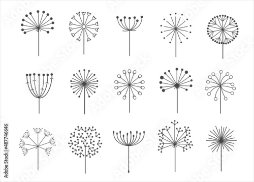 Dandelion flowers with fluffy seeds set