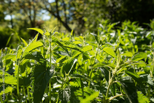 Nettle dioecious or Urtica dioica with green leaves on summer time photo